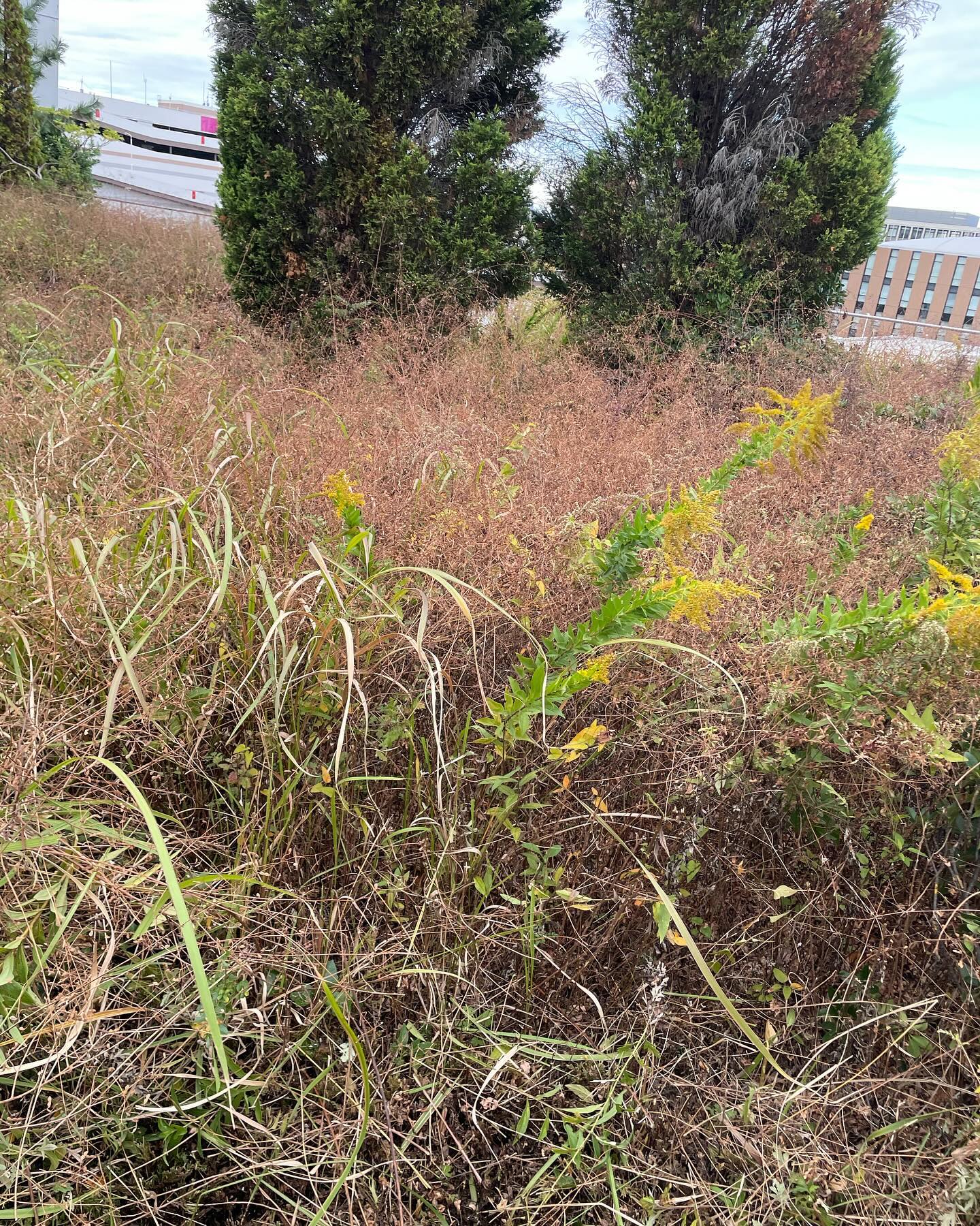 11/20は東スポーツセンターの除草作業でした！